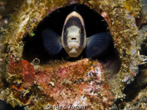 my "round" home :-) by Alex Varani 